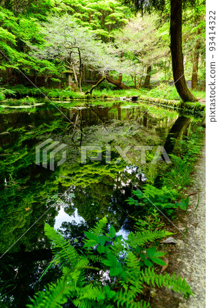 Water source scenery reflected on the surface of the water ``Tourist attraction: Yamabuki water source of 100 famous water selections'' A quiet water source surrounded by virgin forest (Ubuyama Village, Aso County) Yamabuki Water Source Water source scenery reflected on the surface of the water ``Tourist attraction: Yamabuki water source of 100 famous water selections'' A quiet water source surrounded by virgin forest (Ubuyama Village, Aso County) Yamabuki Water Source 93414322