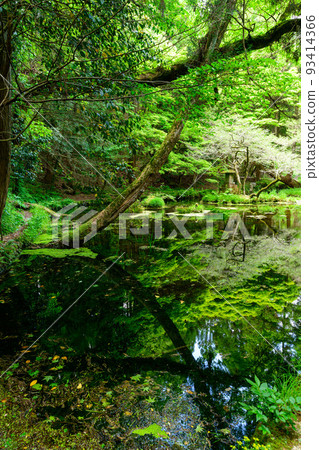映照在水面上的水源風景 ``旅遊勝地:100個名水選擇的山吹水源'' 被原始森林環繞的寧靜水源(阿蘇縣產山村) 山吹水源 映照在水面上的水源風景 ``旅遊勝地:100個名水選擇的山吹水源'' 被原始森林環繞的寧靜水源(阿蘇縣產山村) 山吹水源 93414366
