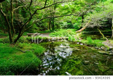 映照在水面上的水源風景 ``旅遊勝地:100個名水選擇的山吹水源'' 被原始森林環繞的寧靜水源(阿蘇縣產山村) 山吹水源 映照在水面上的水源風景 ``旅遊勝地:100個名水選擇的山吹水源'' 被原始森林環繞的寧靜水源(阿蘇縣產山村) 山吹水源 93414395