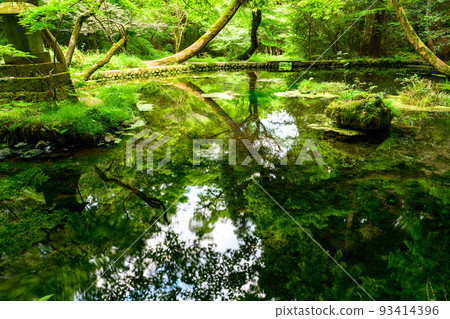 映照在水面上的水源風景 ``旅遊勝地：100個名水選擇的山吹水源'' 被原始森林環繞的寧靜水源（阿蘇縣產山村） 山吹水源 93414396