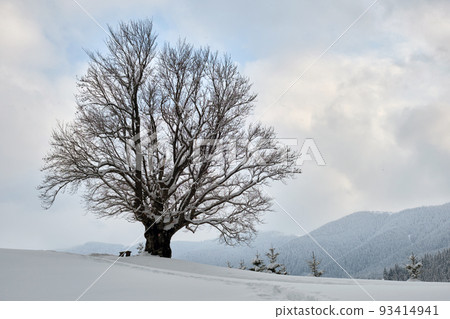 Moody winter landscape with dark bare tree on covered with fresh fallen snow field in wintry mountains on cold gloomy day. Moody winter landscape with dark bare tree on covered with fresh fallen snow field in wintry mountains on cold gloomy day. 93414941