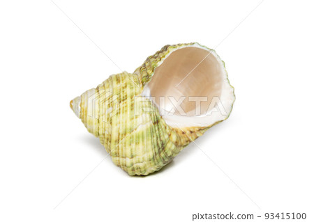 Image of green turbo sea shell on a white background. Undersea Animals. Sea shells. 93415100