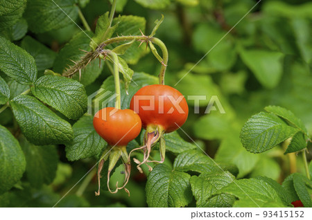 玫瑰果（Rosacea rugosa），富含維生素C，可望有美白功效 93415152