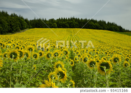 Sunflower Sunflower 93415166