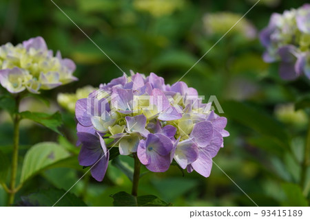 Hydrangea in full bloom 93415189