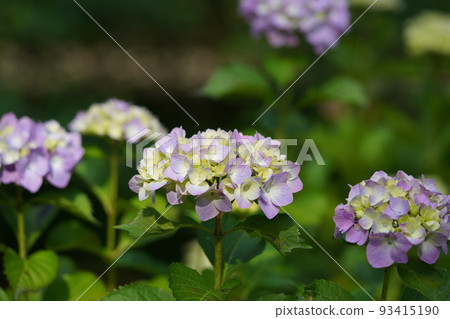 Hydrangea flower 93415190