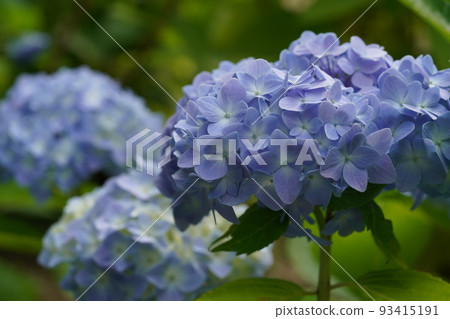 Hydrangea flower Hydrangea flower 93415191