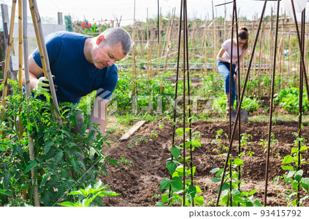 Amateur gardener tying tomato plants in family garden Amateur gardener tying tomato plants in family garden 93415792