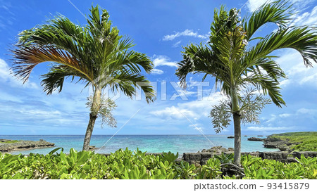 沖繩棕櫚樹和海 沖繩棕櫚樹和海 93415879