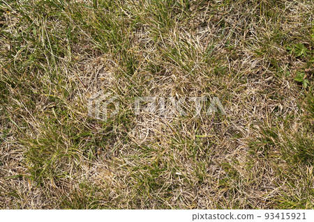 Close up top view abstract picture of weathered dry yellow wild grass field with some green blades on sunny spring or summer day. Beauty of natural environment concept. Close up top view abstract picture of weathered dry yellow wild grass field with some green blades on sunny spring or summer day. Beauty of natural environment concept. 93415921