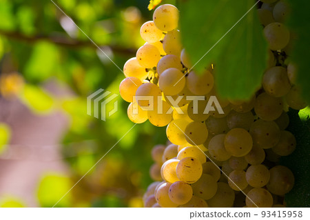 Ripe white grapes on branch 93415958