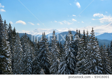 Bright winter landscape with pine trees covered with fresh fallen snow in mountain forest on cold wintry day. 93416001