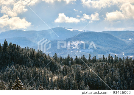 Bright landscape with tall evergreen pine trees during heavy snowfall in winter mountain forest on cold bright day. Bright landscape with tall evergreen pine trees during heavy snowfall in winter mountain forest on cold bright day. 93416003
