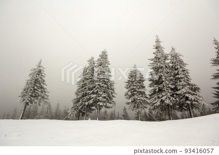 Black and white winter mountain landscape wide angle view. Row of dark fir-trees covered with frost in deep clear snow on copy space background of gray white sky and blurred black forest on horizon. Black and white winter mountain landscape wide angle view. Row of dark fir-trees covered with frost in deep clear snow on copy space background of gray white sky and blurred black forest on horizon. 93416057