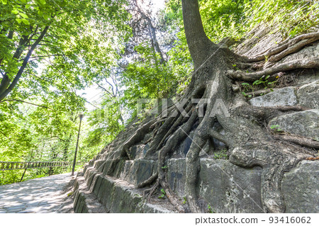 Big roots of an old tree on the stones. Beauty in nature. Big roots of an old tree on the stones. Beauty in nature. 93416062