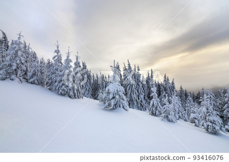 Beautiful winter mountain landscape. Tall dark green spruce trees covered with snow on mountain peaks and cloudy sky background. 93416076