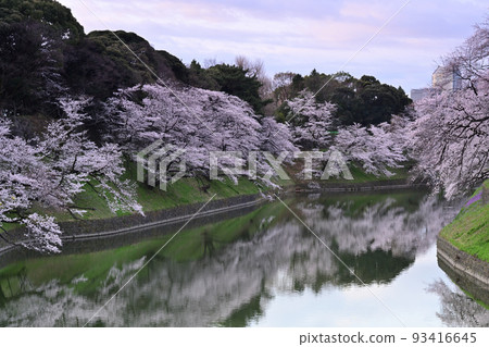 Cherry blossoms at Chidori-ga-fuchi City oasis Scenic view point Sakuraku Cherry blossoms at Chidori-ga-fuchi City oasis Scenic view point Sakuraku 93416645