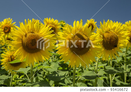 Sunflower Sunflower 93416672