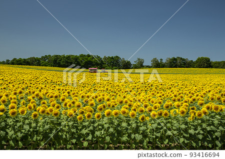 Sunflower 93416694