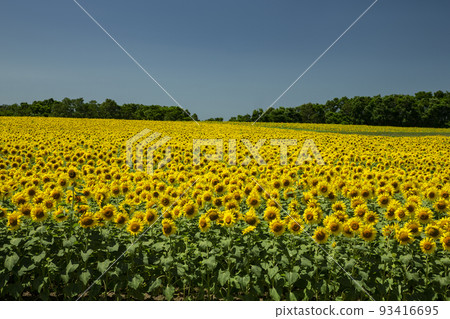 Sunflower 93416695