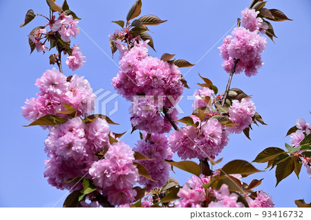 Terakawa's double cherry blossoms Terakawa's double cherry blossoms 93416732