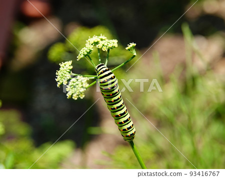 Papilio machaon 吃歐芹的最後一齡幼蟲 Papilio machaon 吃歐芹的最後一齡幼蟲 93416767
