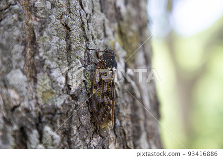 Cicada 93416886