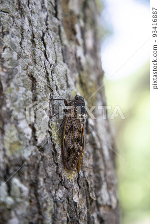 Cicada 93416887