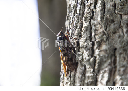 Cicada 93416888