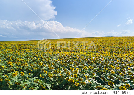 Aerial view of big agricultural farm field with growing sunflower plants Aerial view of big agricultural farm field with growing sunflower plants 93416954
