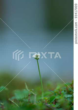 一朵白花靜靜綻放 一朵白花靜靜綻放 93417009