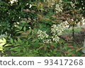 開花在庭院裡的花 93417268