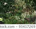 開花在庭院裡的花 93417269