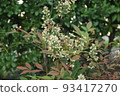 開花在庭院裡的花 93417270