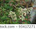 開花在庭院裡的花 93417271