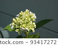 開花在庭院裡的花 93417272