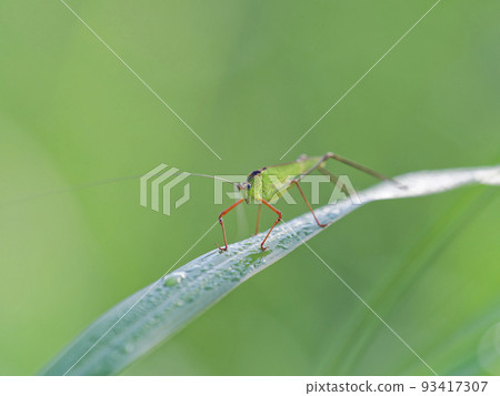 Asegrot Rumous 93417307