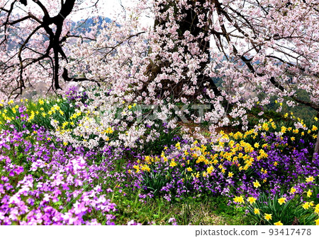Contest of cherry blossoms and daffodils Contest of cherry blossoms and daffodils 93417478