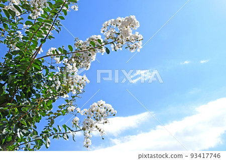 White-flowered Crape Myrtle White-flowered Crape Myrtle 93417746