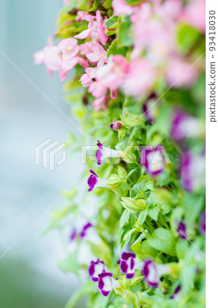 Many small magenta flowers Many small magenta flowers 93418030