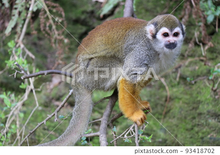 Common squirrel monkey Tree climbing squirrel monkey 93418702