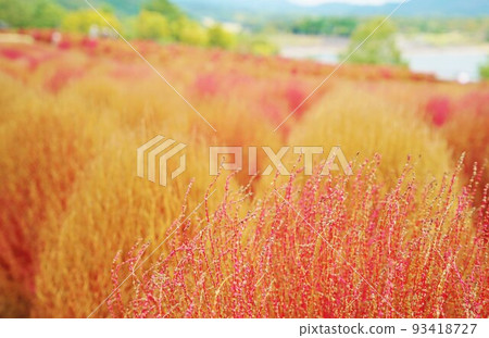 Oita Agricultural Park Kochia Scenery Ruru Park Oita Agricultural Park Kochia Scenery Ruru Park 93418727