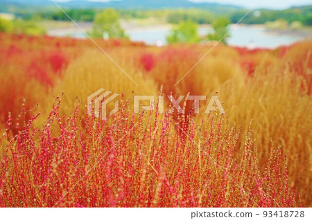 Oita Agricultural Park Kochia Scenery Ruru Park Oita Agricultural Park Kochia Scenery Ruru Park 93418728