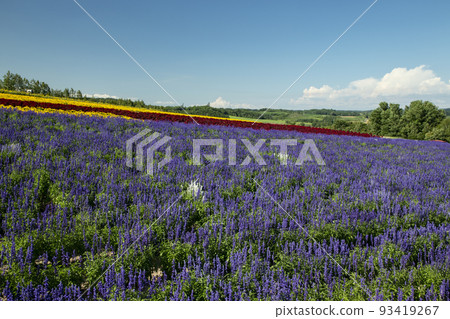 Flower land 93419267