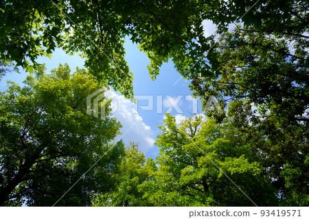 Looking up at the summer sky from the deep forest 93419571