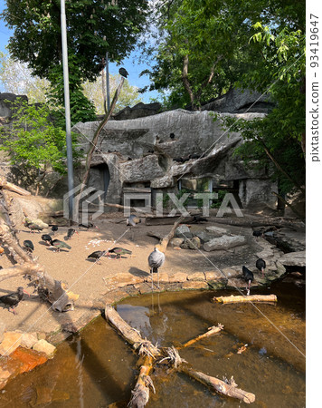 Big gray birds walk along the shore of the pond 93419647