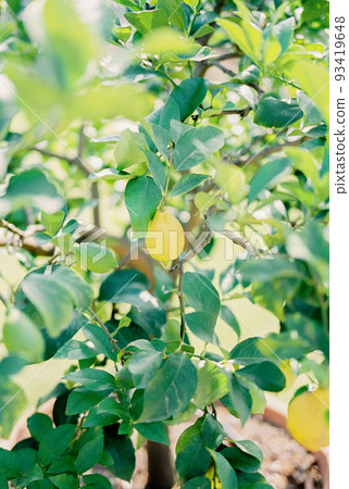 Yellow lemons grow on green tree branches. Close-up Yellow lemons grow on green tree branches. Close-up 93419648