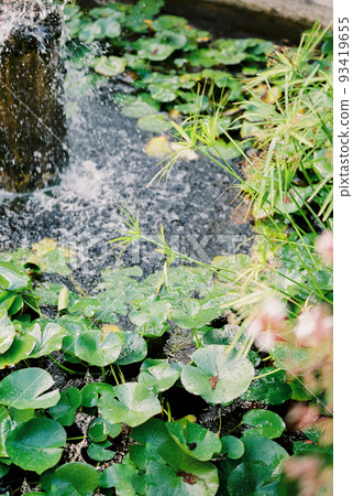 Green leaves of water lilies in a fountain with water. Close-up Green leaves of water lilies in a fountain with water. Close-up 93419655