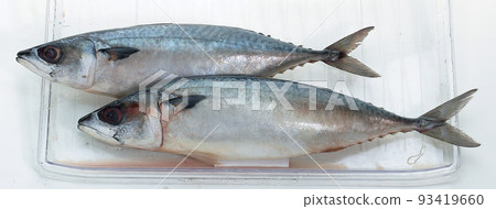 鯖魚 鯖魚 93419660