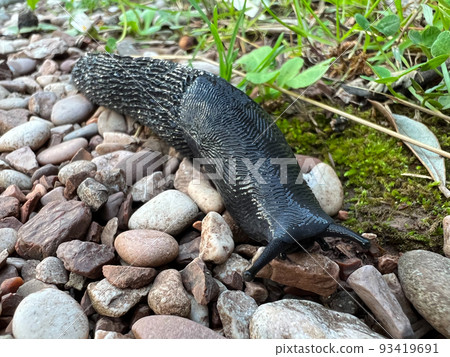 Black slug crawls on gravel. Close-up Black slug crawls on gravel. Close-up 93419691